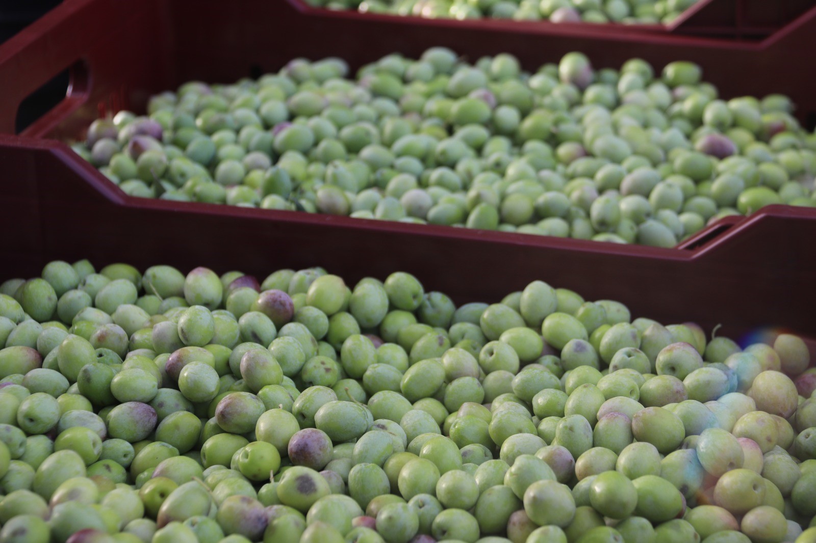 Zeytinde Hasat Zamanı (4)