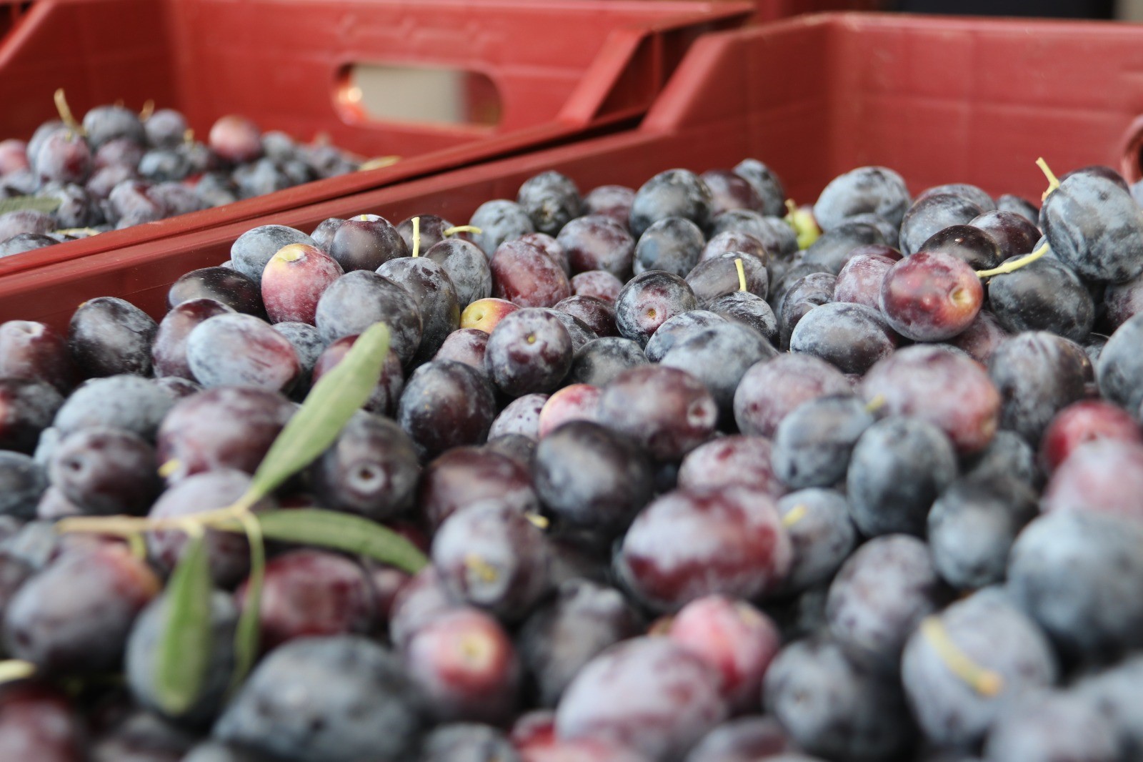 Zeytinde Hasat Zamanı (6)