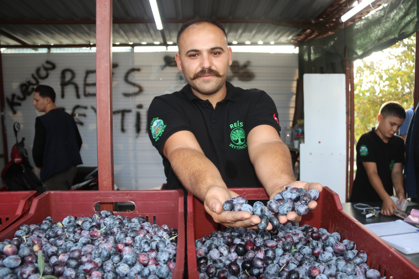 Zeytinde Hasat Zamanı (7)