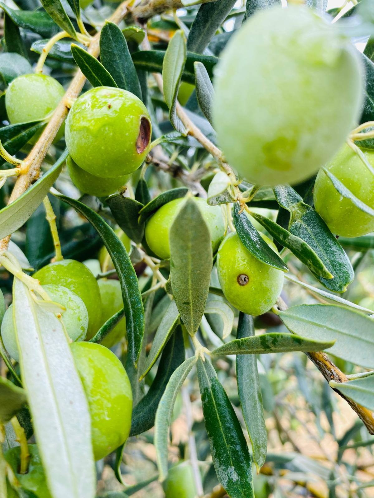 Zeytinde Korkutan Uyarı (3)