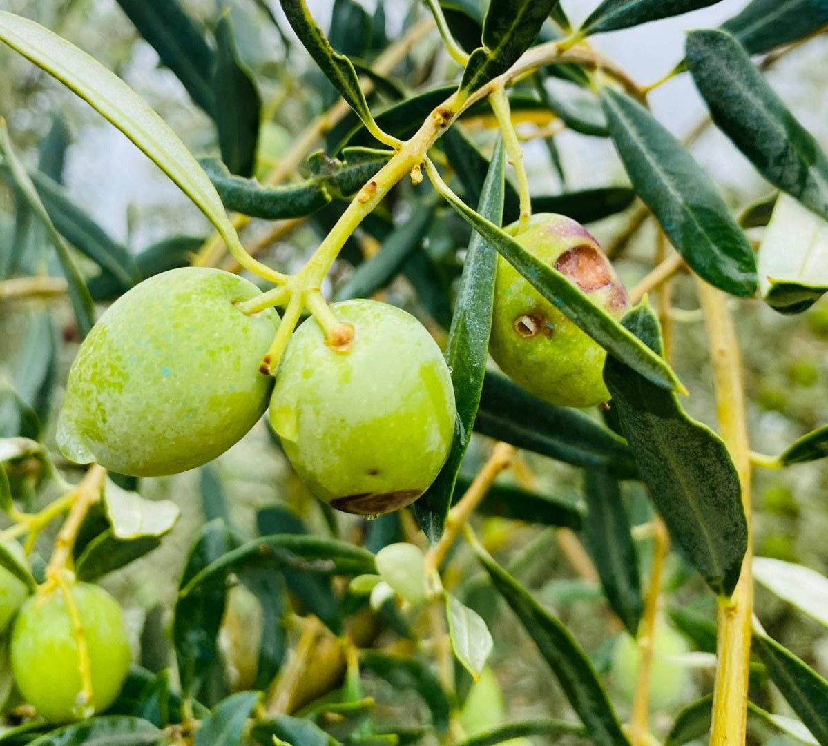 Zeytinde Korkutan Uyarı (4)