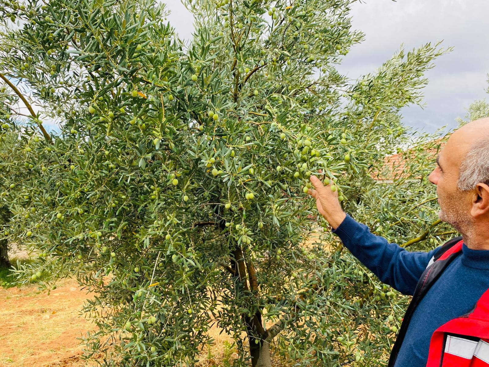 Zeytinde Korkutan Uyarı (6)