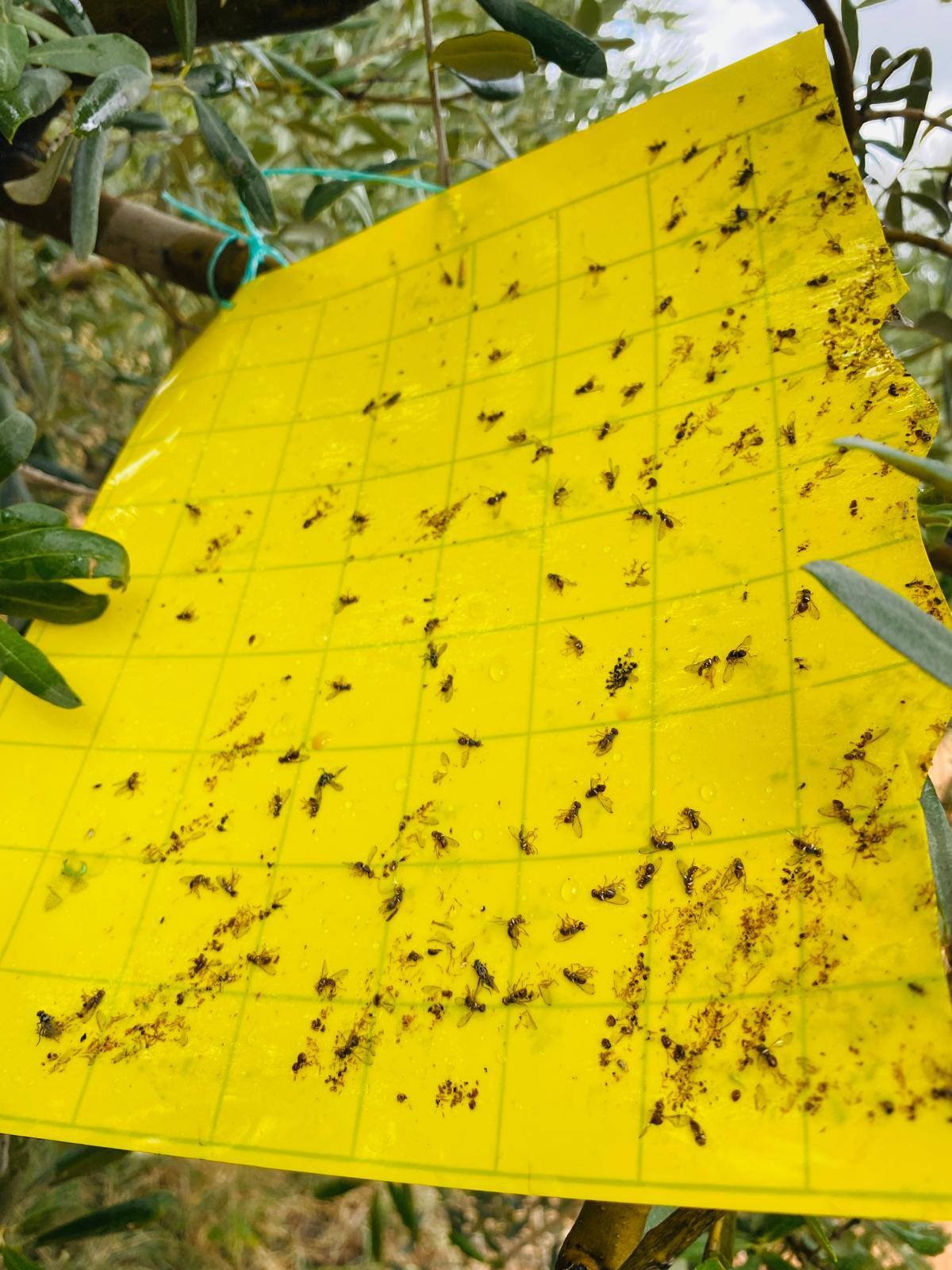 Zeytinde Korkutan Uyarı (7)