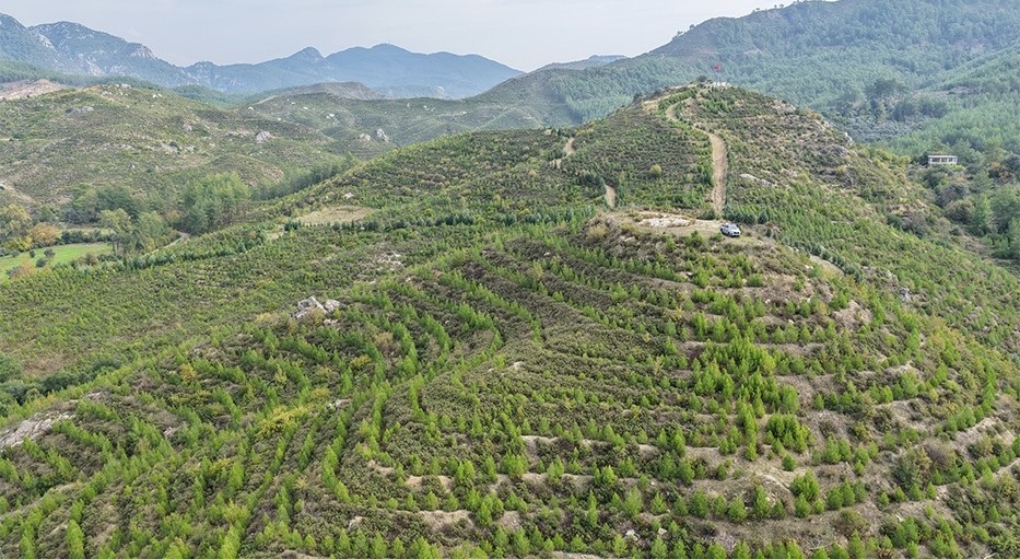 6 Yıl Önce Dikilen Fidanlar Ormana Dönüştü (2)