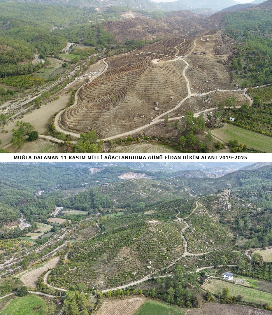 6 Yıl Önce Dikilen Fidanlar Ormana Dönüştü (3)