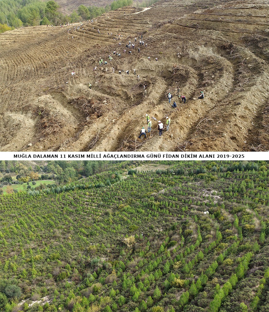6 Yıl Önce Dikilen Fidanlar Ormana Dönüştü (4)