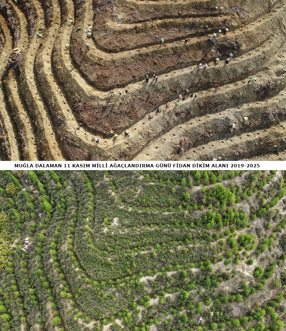6 Yıl Önce Dikilen Fidanlar Ormana Dönüştü (5)
