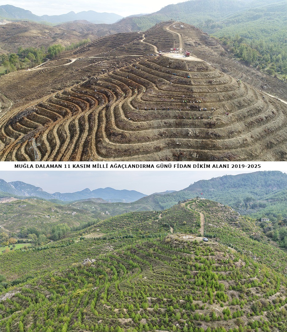 6 Yıl Önce Dikilen Fidanlar Ormana Dönüştü (6)