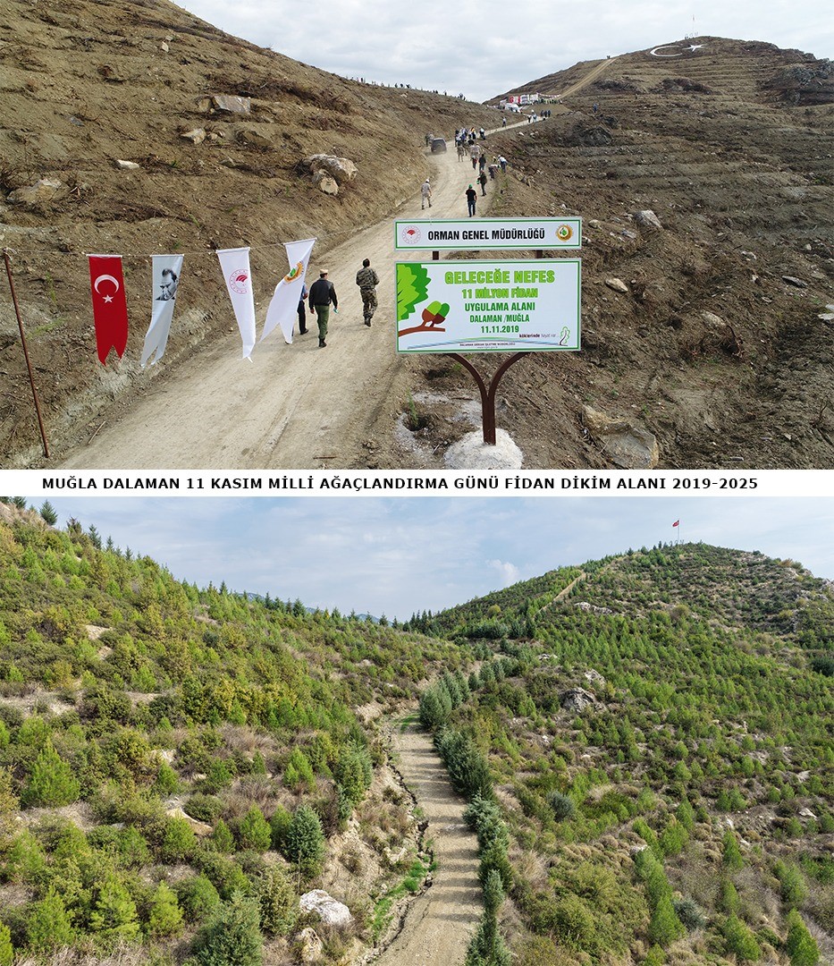 6 Yıl Önce Dikilen Fidanlar Ormana Dönüştü (7)