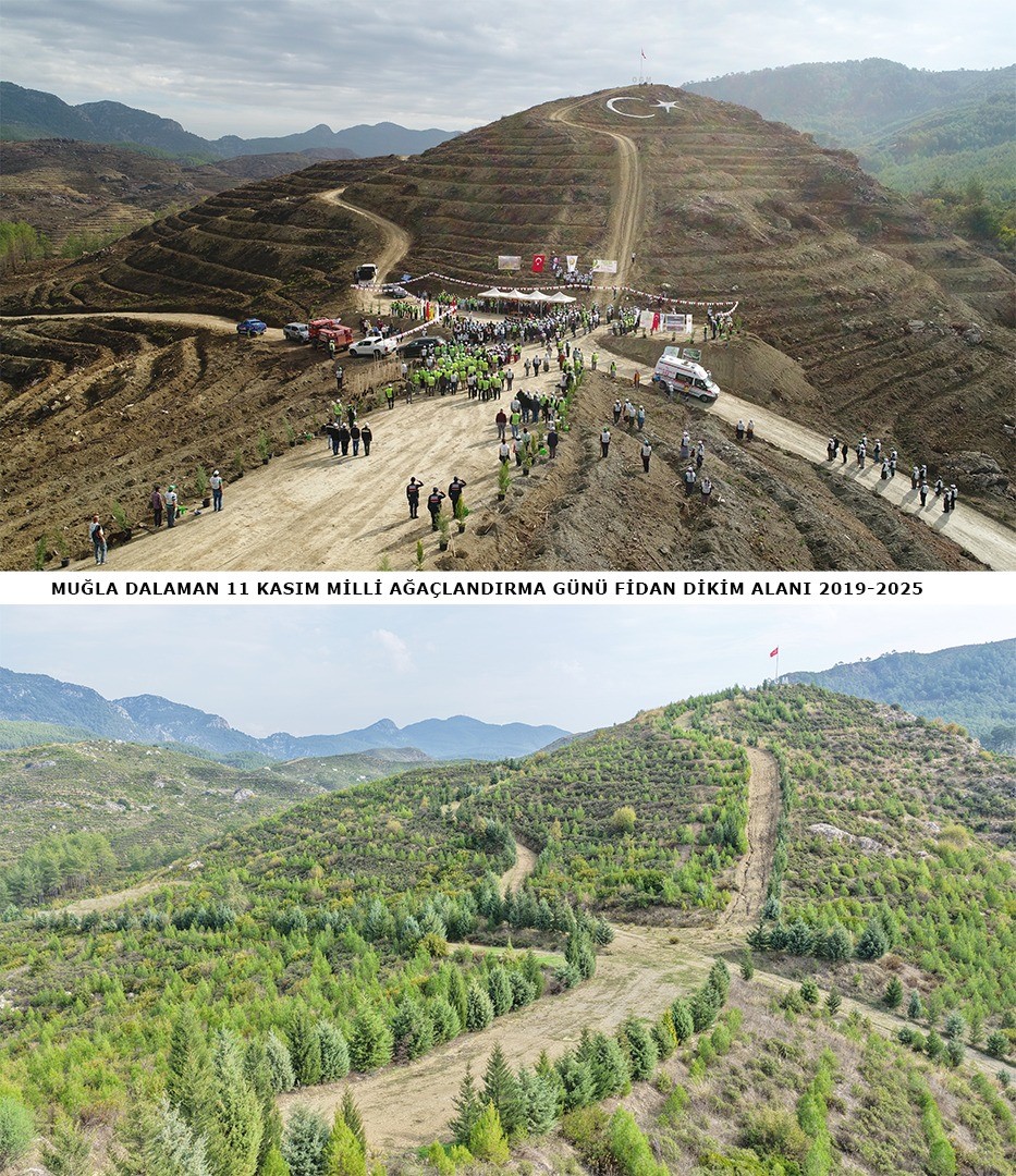 6 Yıl Önce Dikilen Fidanlar Ormana Dönüştü (8)