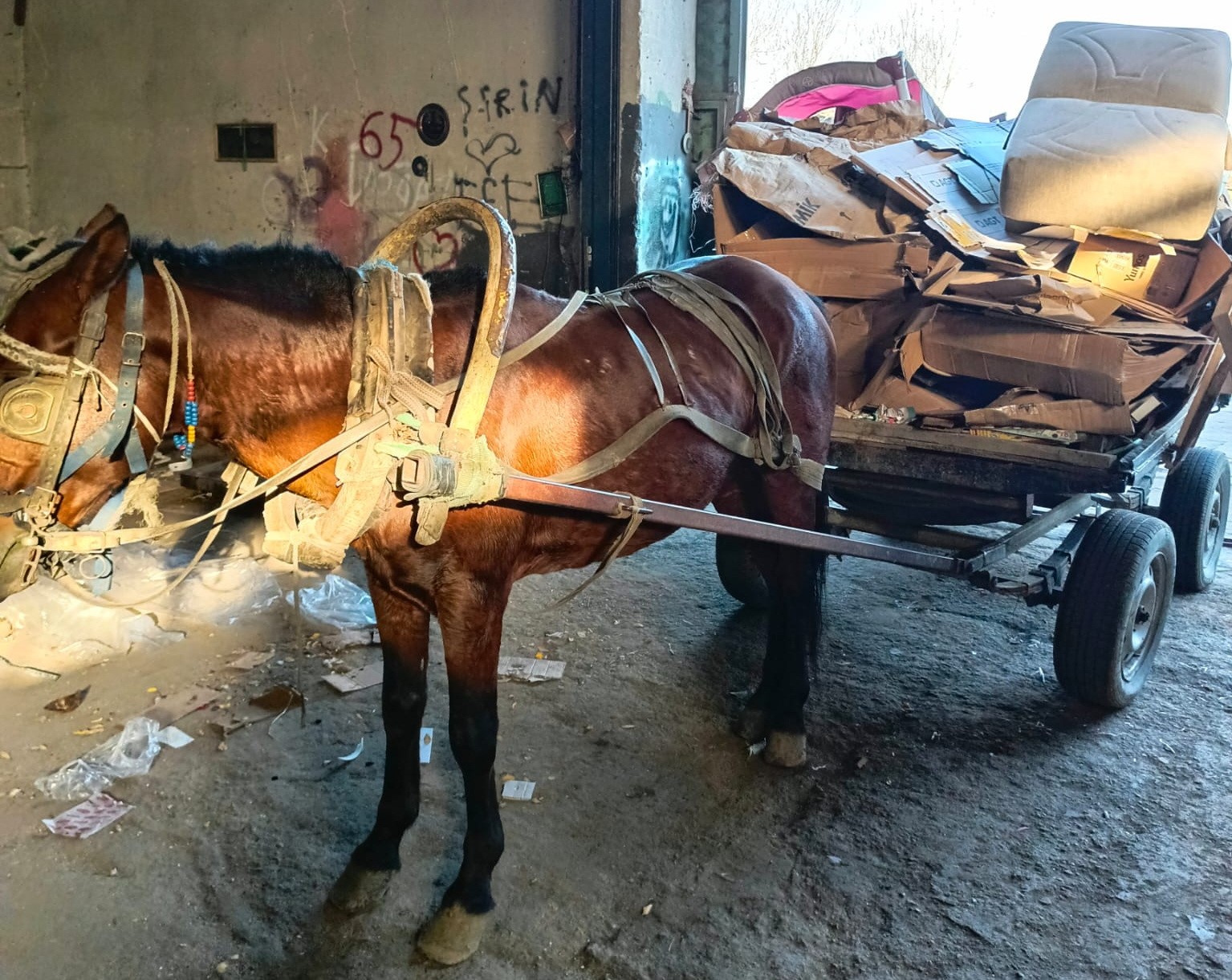 At Arabası Operasyonu.. İkisi De Trafikten Men Edildi (5)