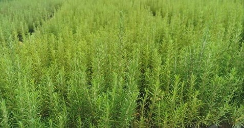 Atıl Araziler Bu Bitki Ile Yemyeşil Oldu (2)