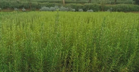 Atıl Araziler Bu Bitki Ile Yemyeşil Oldu (3)