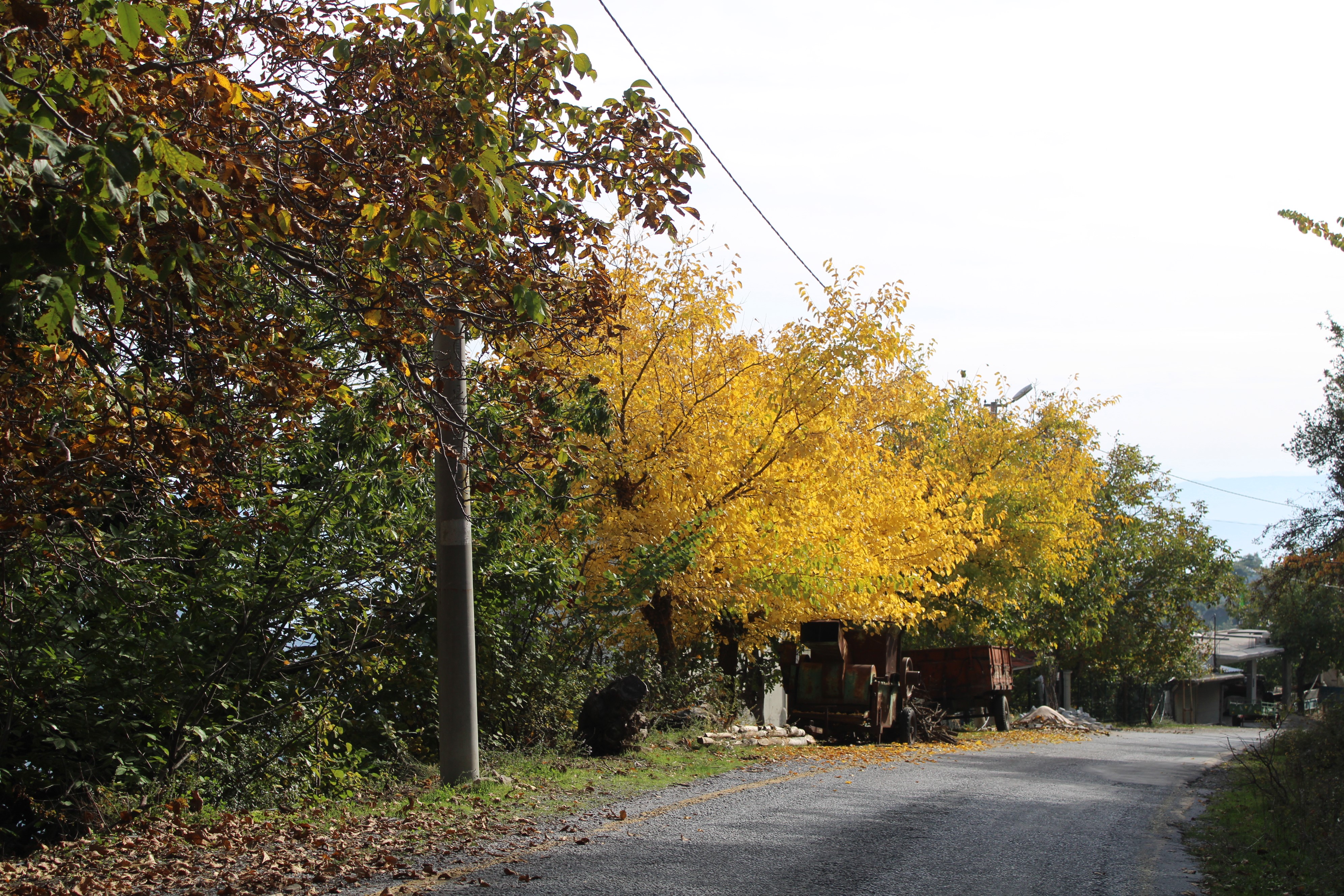 Aydın Dağları Sonbahara Kucak Açtı (10)