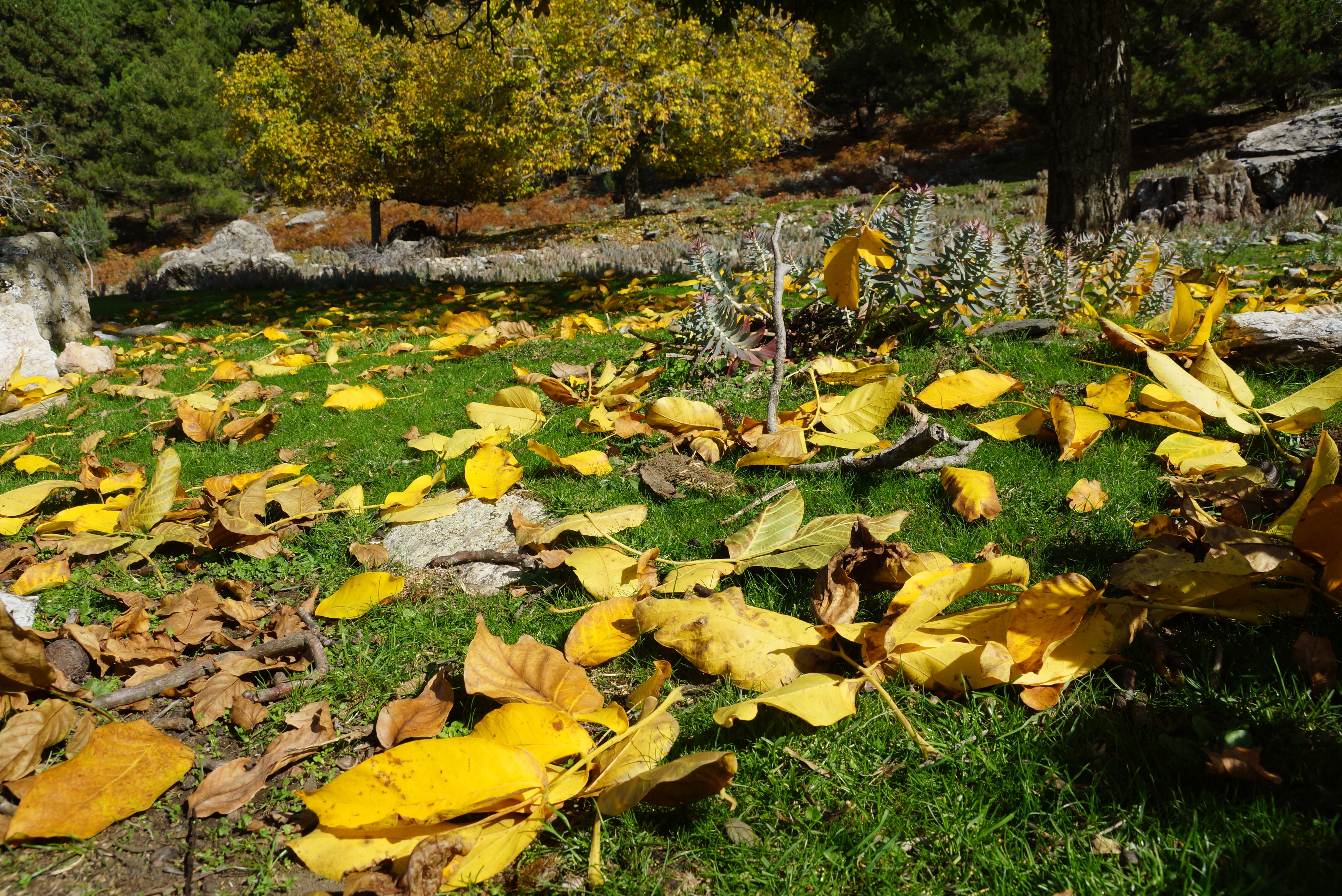 Aydın Dağları Sonbahara Kucak Açtı (3)