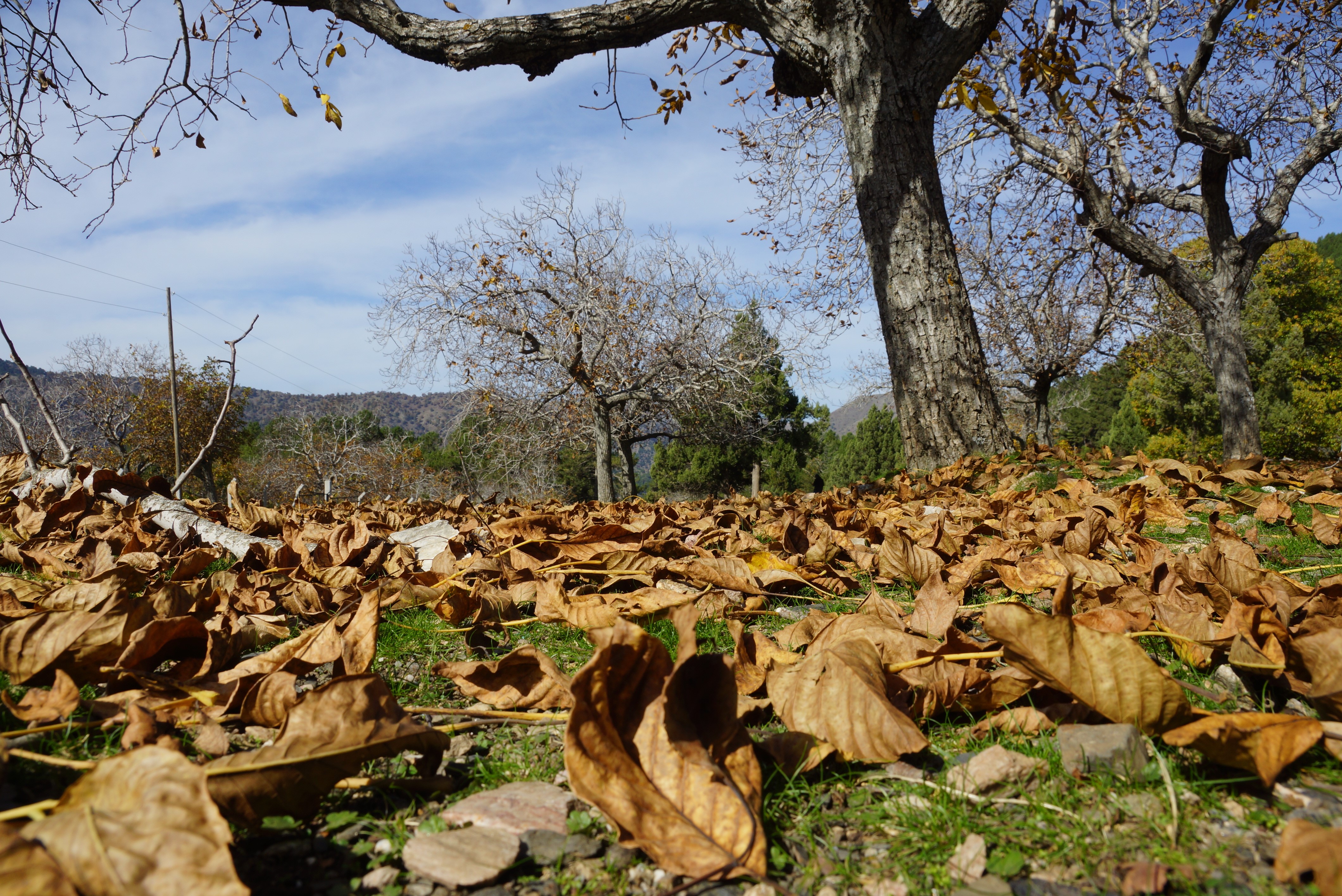 Aydın Dağları Sonbahara Kucak Açtı (8)