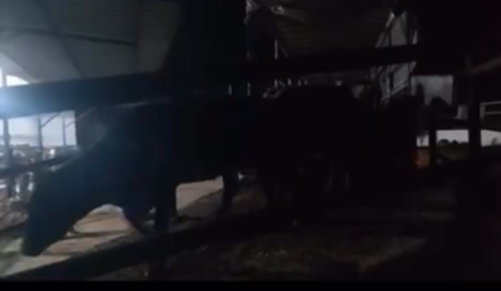 Aydın’da 4 Tır Içinde 111 Büyükbaş Hayvan Yakalandı, 1 Milyon 238 Bin Lira Ceza Kesildi (4)