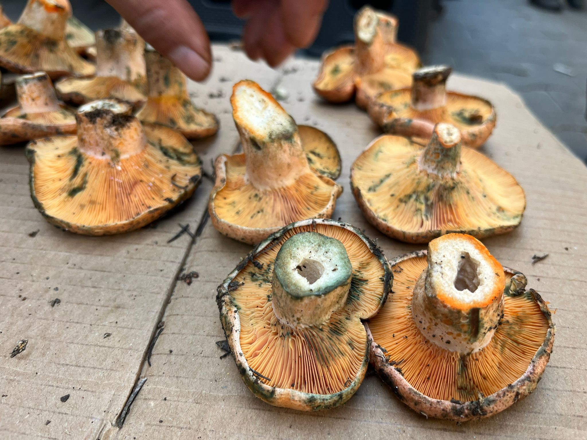 Aydın'da Çıntar Çıktı, Kilosu 500 Tl (3)