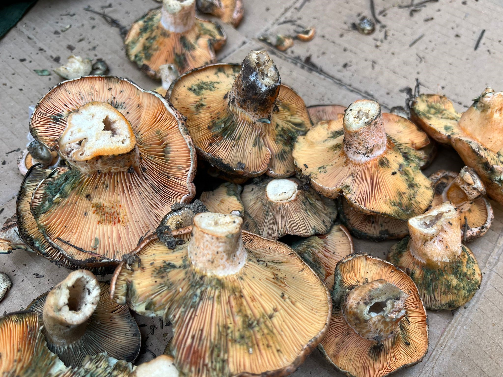 Aydın'da Çıntar Çıktı, Kilosu 500 Tl (6)