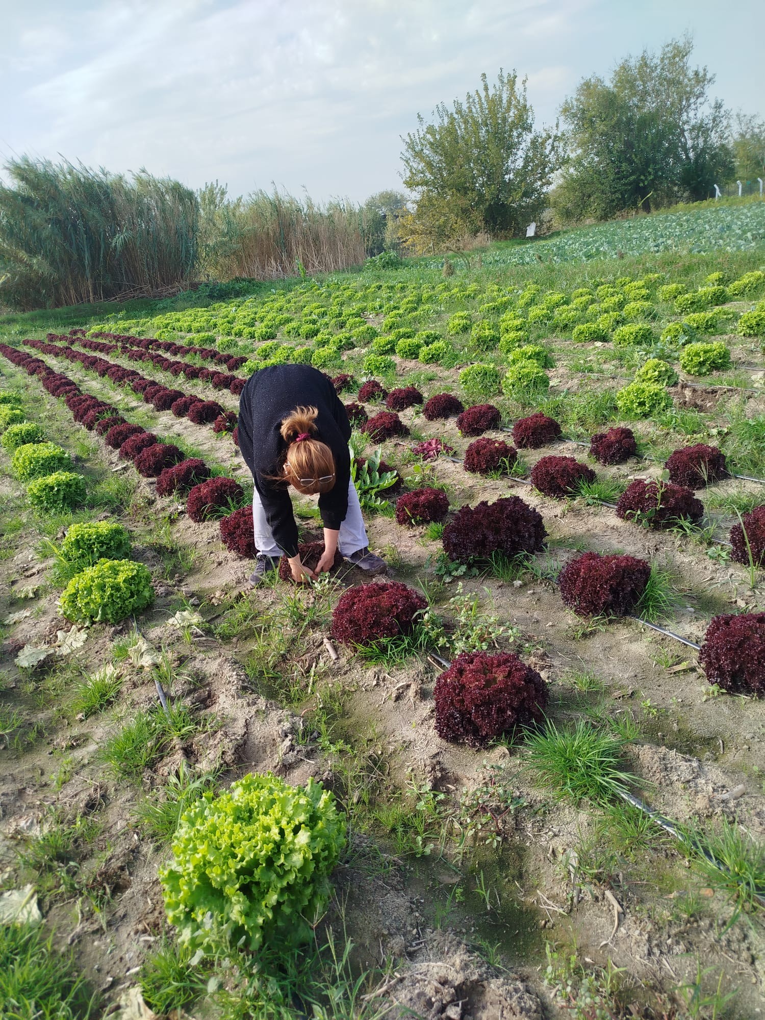 Aydın’da Ekipler Marul Tarlalarından Numune Aldı (3)