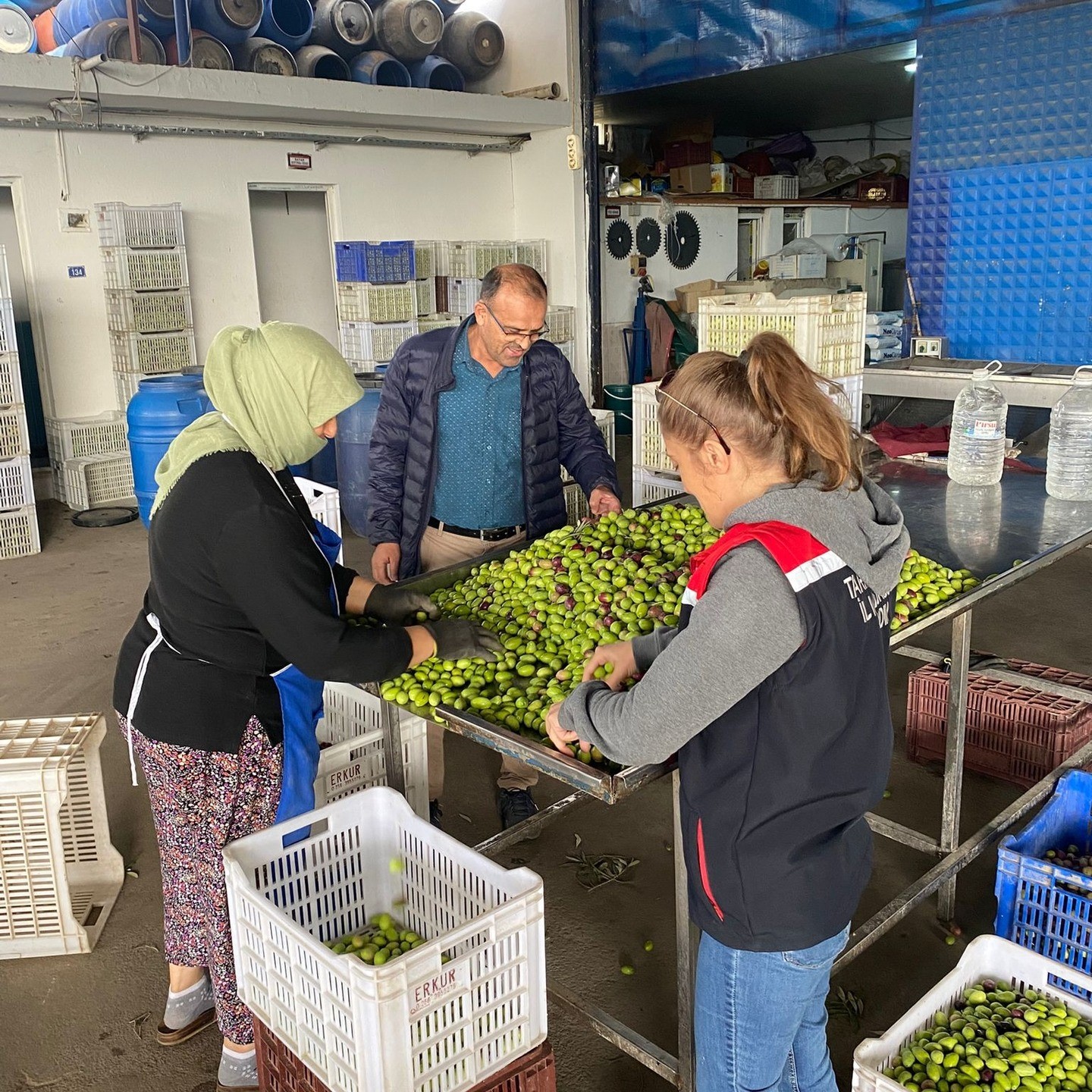 Aydın’da Ekipler Zeytinde Kalite Kontrol Çalışması Yaptı (2)