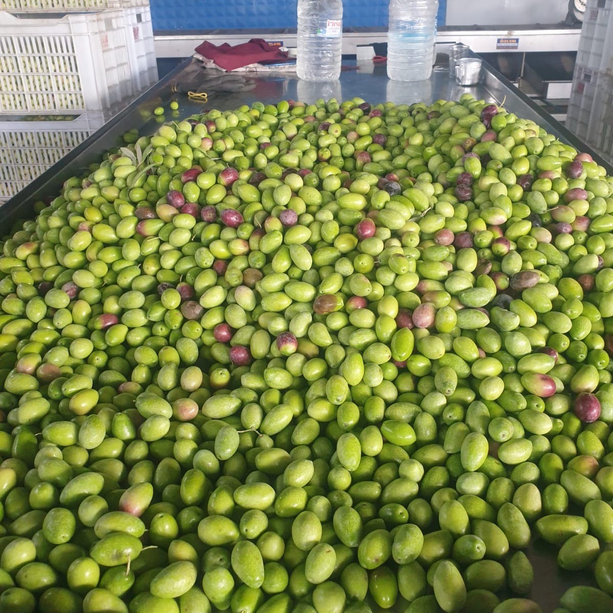 Aydın’da Ekipler Zeytinde Kalite Kontrol Çalışması Yaptı (4)