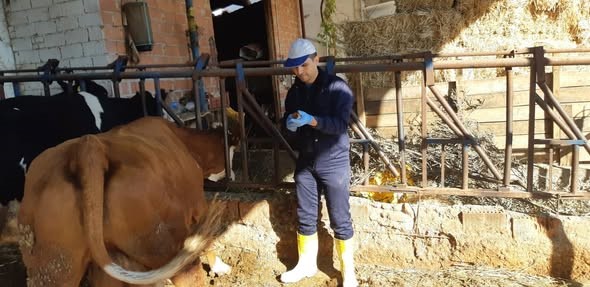 Aydın’da Hayvanlar Aşılanıyor (3)-3