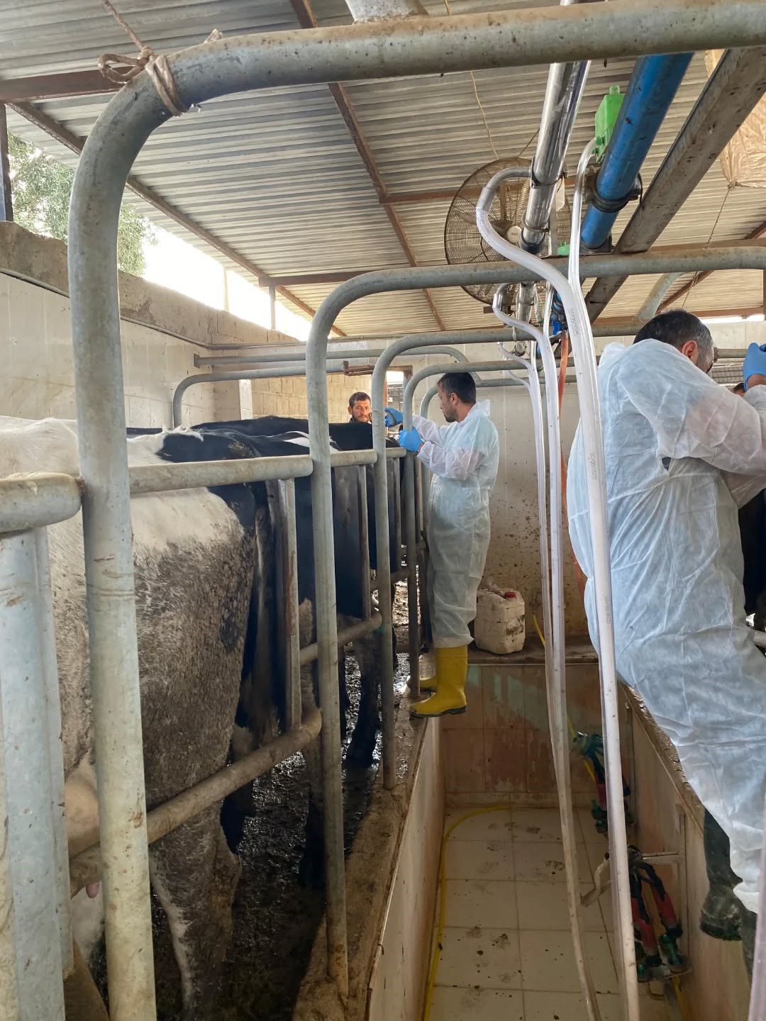 Aydın’da Hayvanlara 565 Bin 687 Doz Aşı Yapıldı (4)