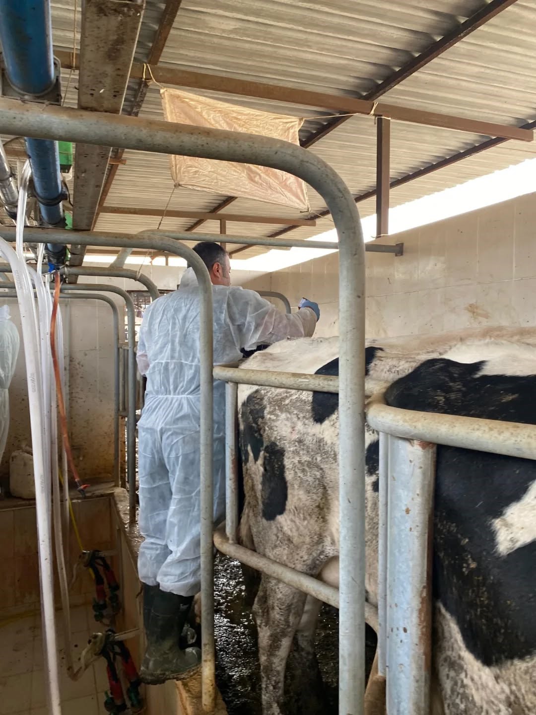 Aydın’da Hayvanlara 565 Bin 687 Doz Aşı Yapıldı (5)