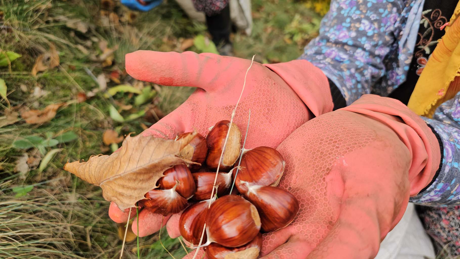 Aydın’da Kaymakam Köylülerle Birlikte Hasada Katıldı (10)