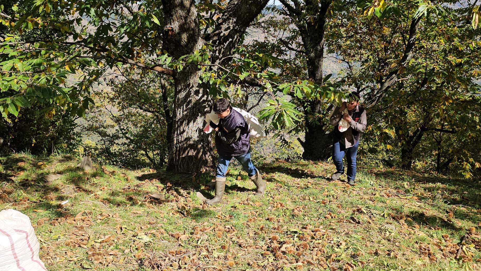 Aydın’da Kaymakam Köylülerle Birlikte Hasada Katıldı (11)