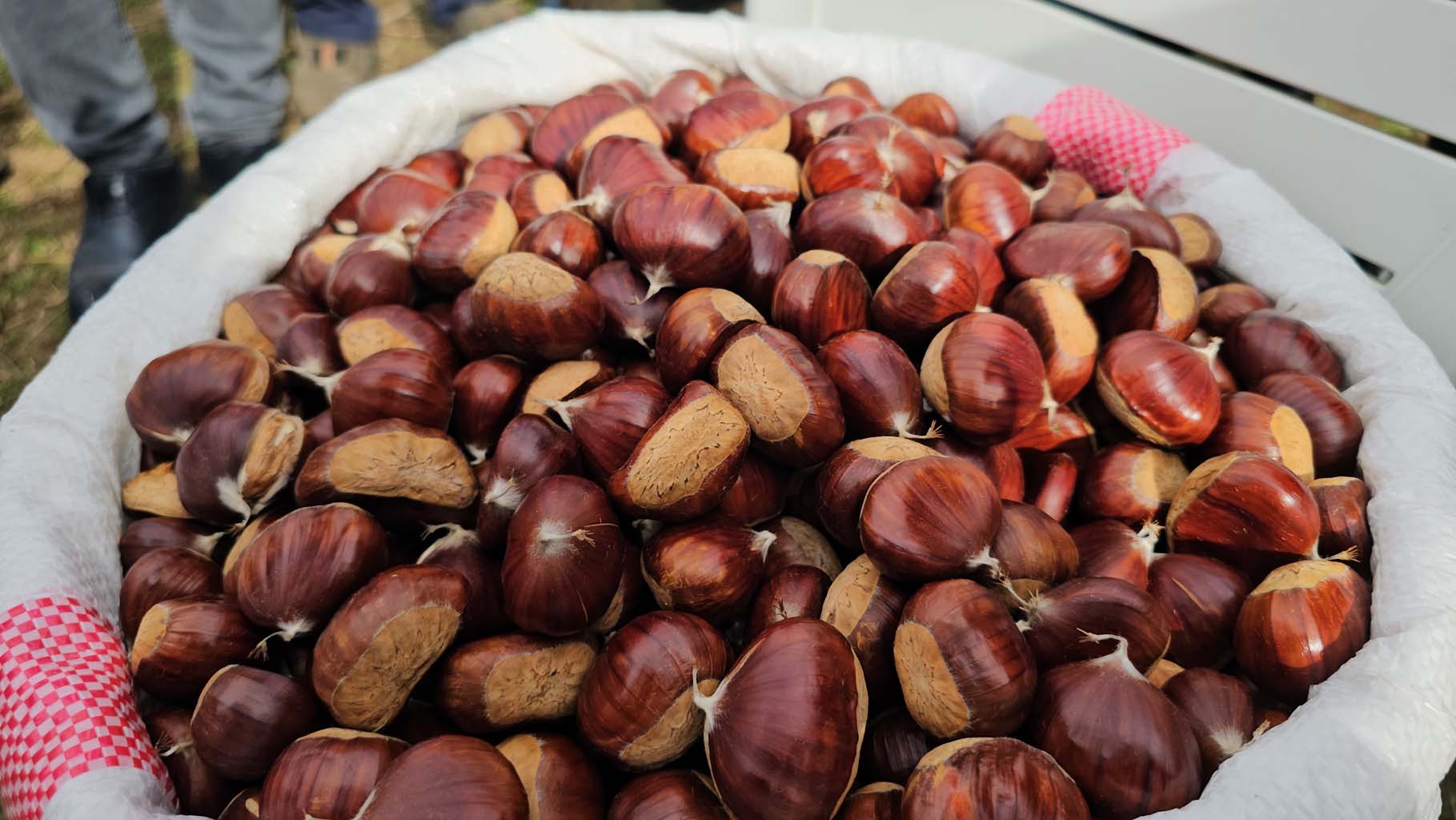 Aydın’da Kaymakam Köylülerle Birlikte Hasada Katıldı (3)