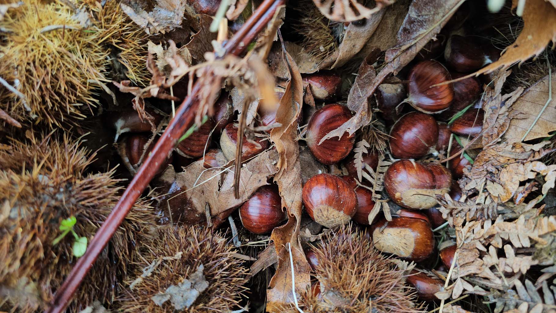 Aydın’da Kaymakam Köylülerle Birlikte Hasada Katıldı (5)