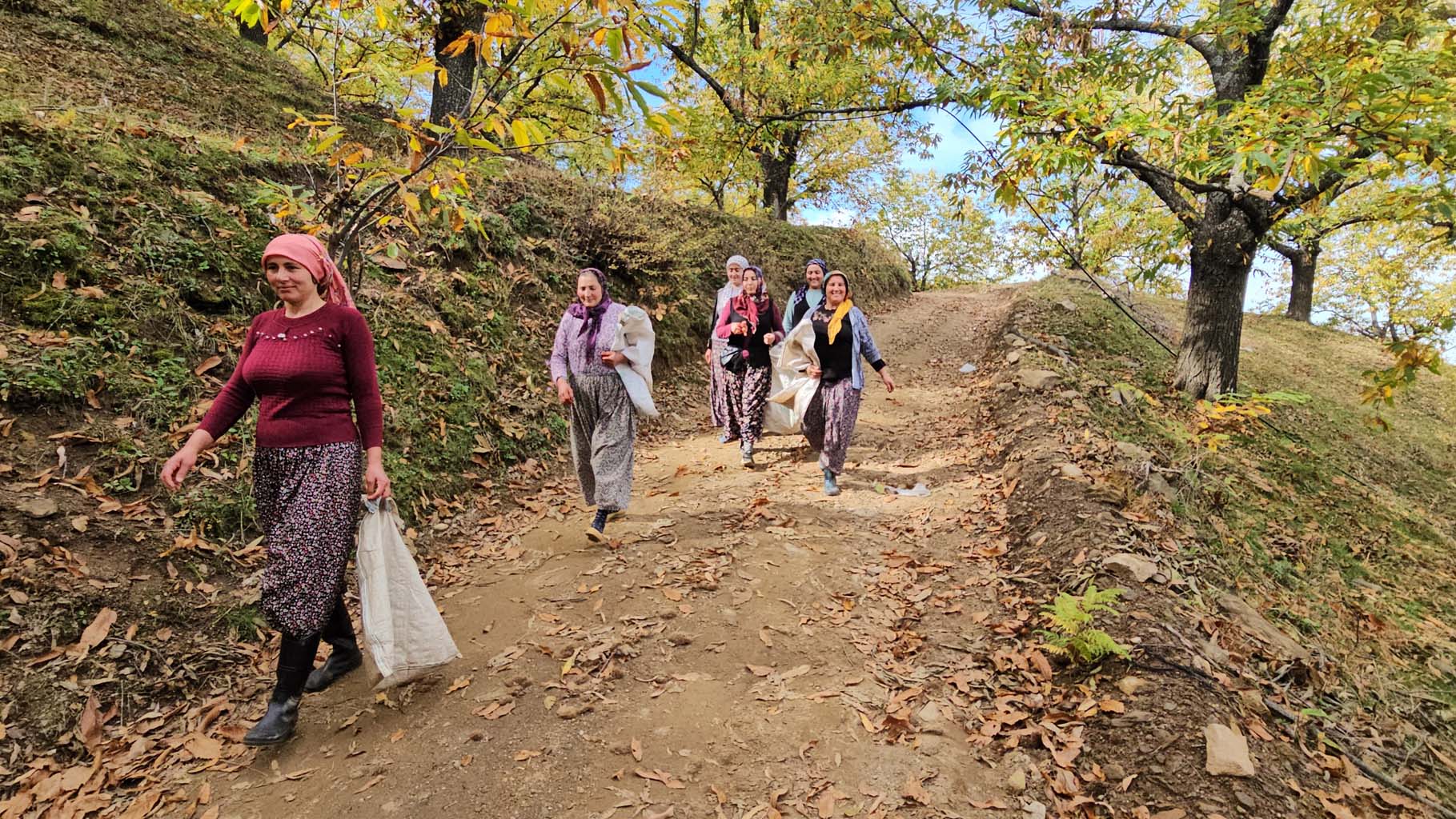 Aydın’da Kaymakam Köylülerle Birlikte Hasada Katıldı (6)