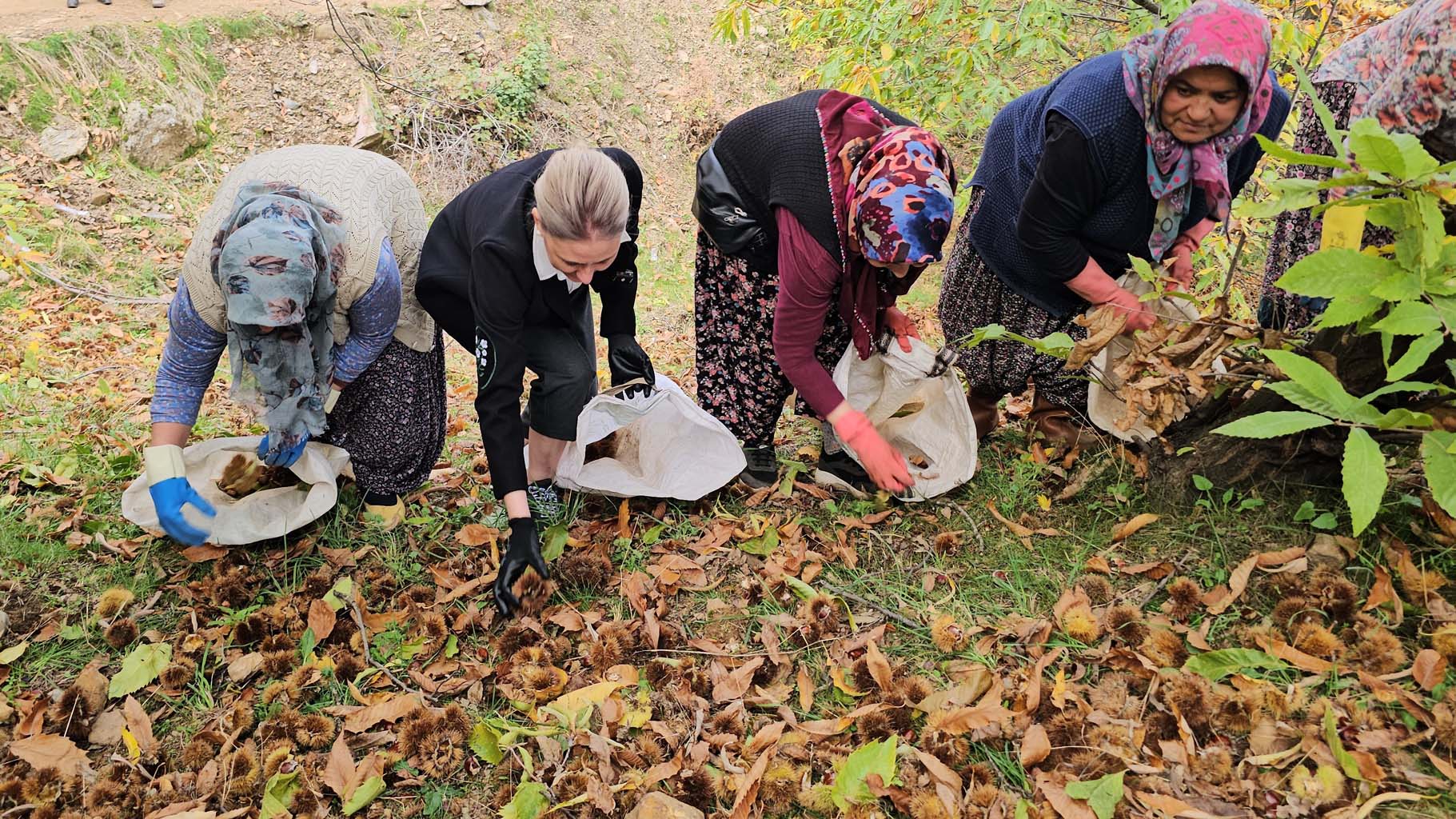Aydın’da Kaymakam Köylülerle Birlikte Hasada Katıldı (7)