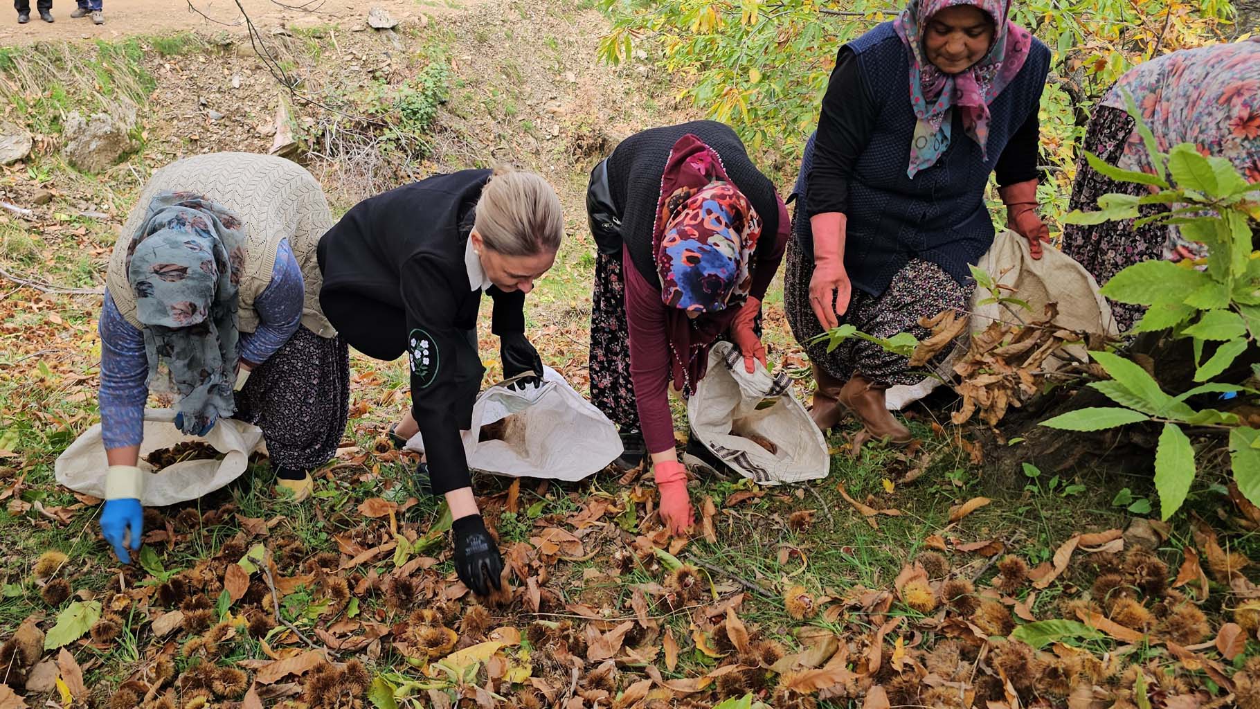 Aydın’da Kaymakam Köylülerle Birlikte Hasada Katıldı (8)