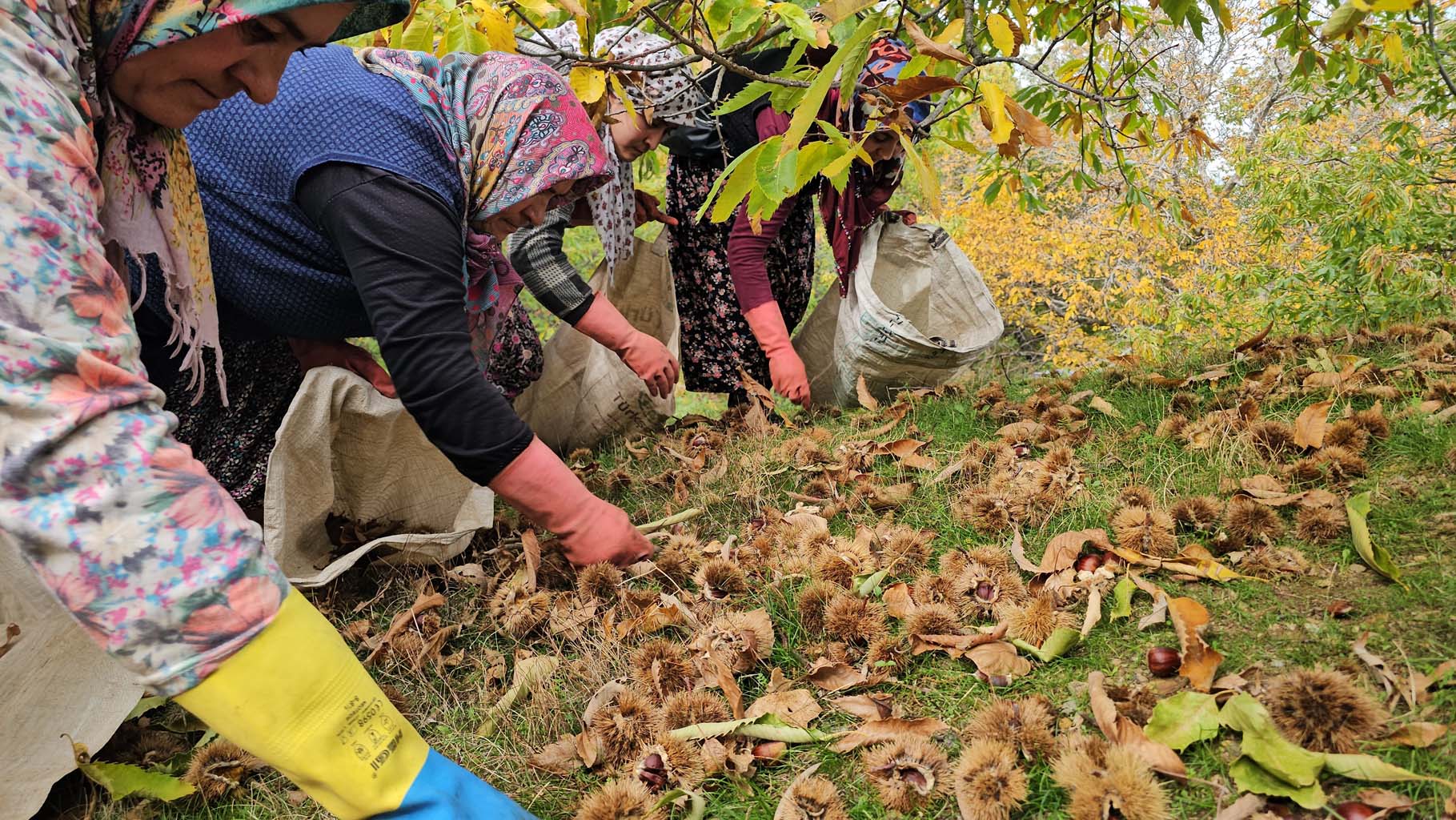 Aydın’da Kaymakam Köylülerle Birlikte Hasada Katıldı (9)