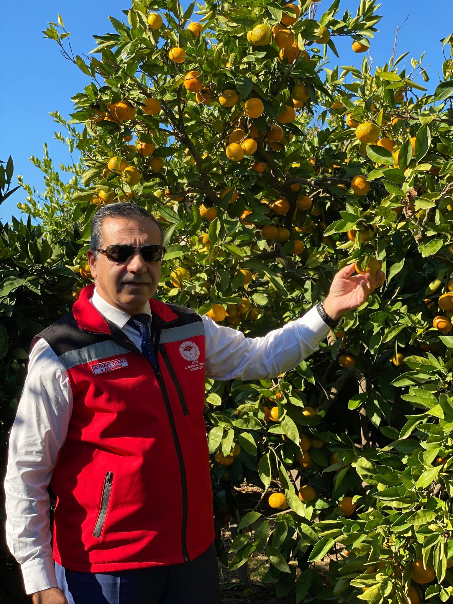 Aydın’da Mandalina Hasadı Başladı (2)