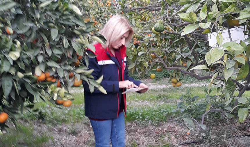 Aydın’da Meyve Bahçeleri Ve Zeytini Sinek Bastı (1)