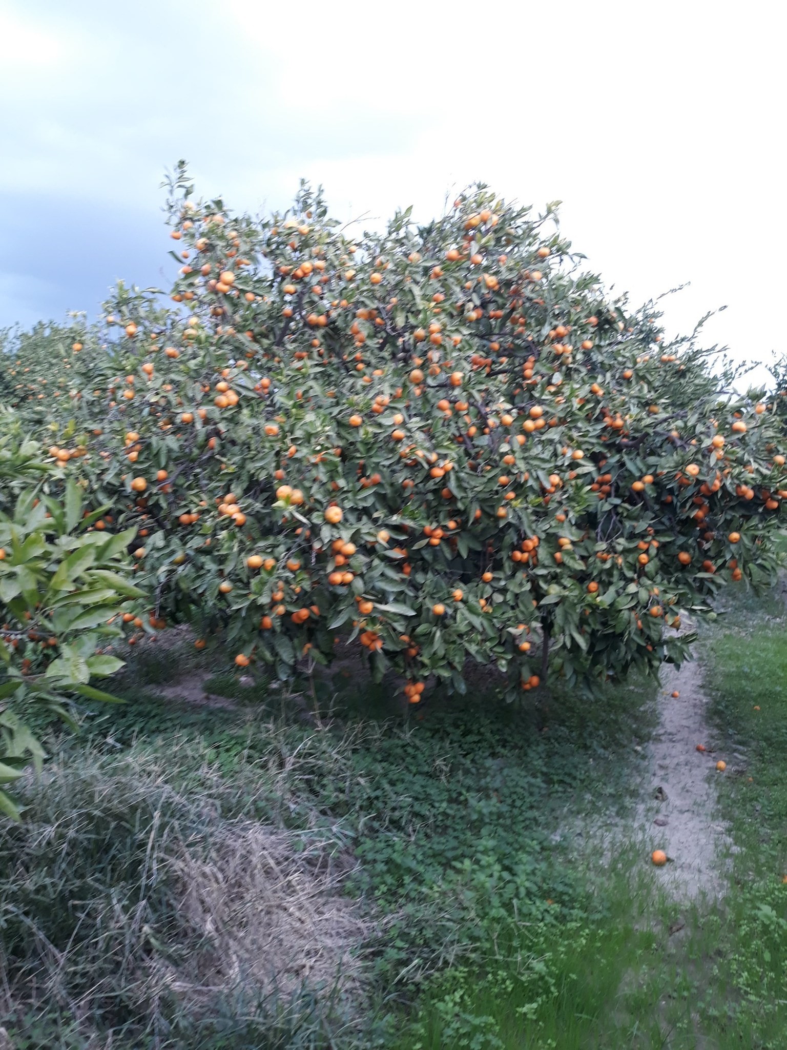 Aydın’da Meyve Bahçeleri Ve Zeytini Sinek Bastı (2)
