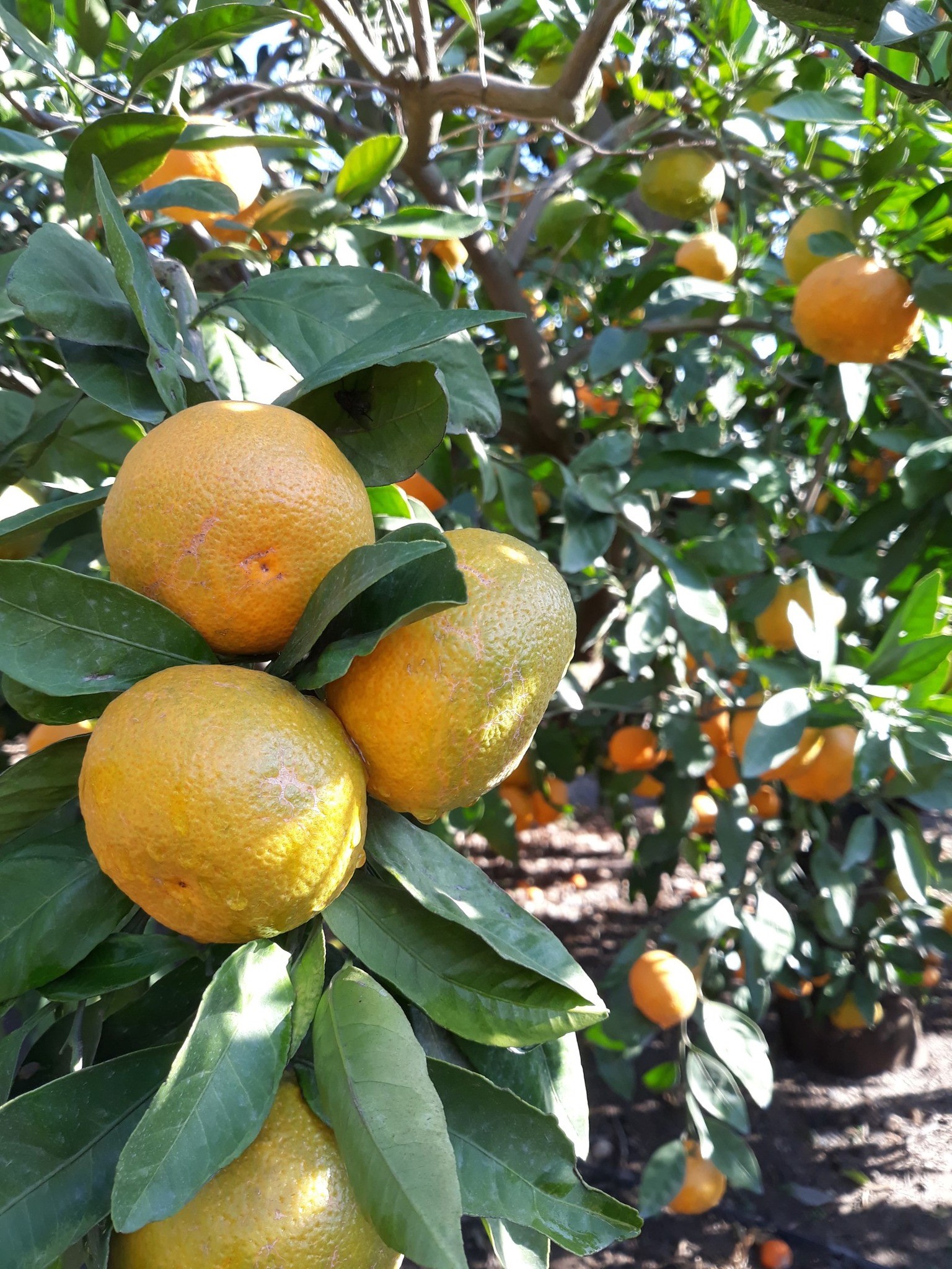 Aydın’da Meyve Bahçeleri Ve Zeytini Sinek Bastı (3)