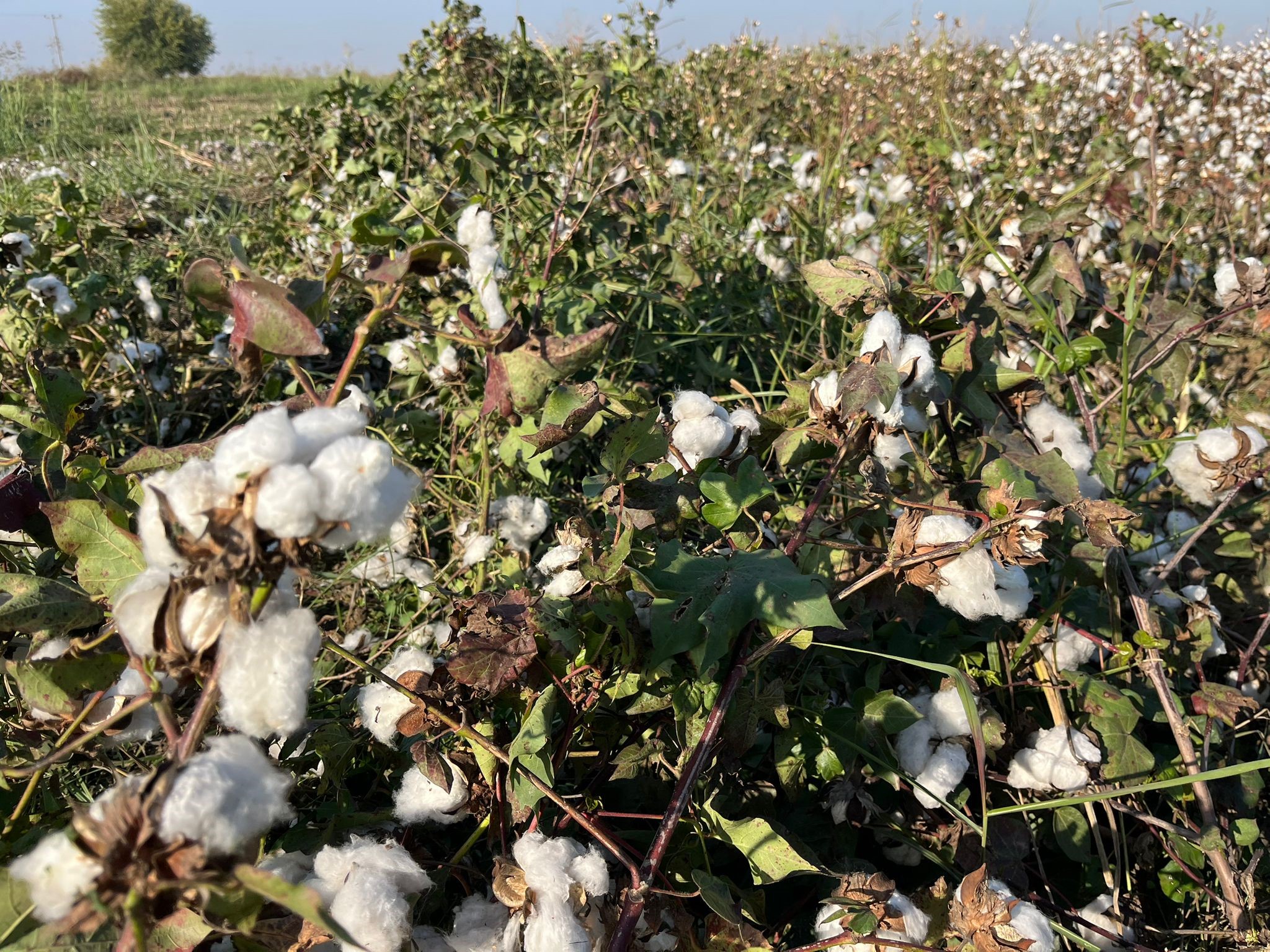 Aydın’da Pamuk Tarlalarından Kötü Haber (3)