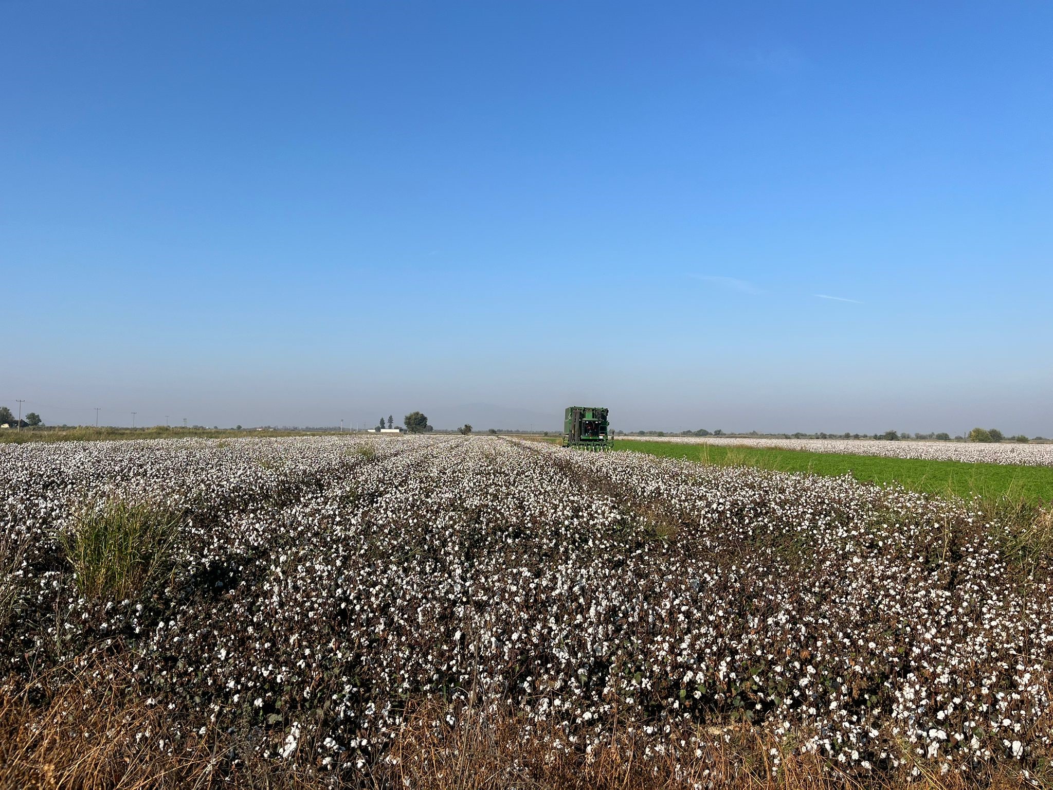 Aydın’da Pamuk Tarlalarından Kötü Haber (4)