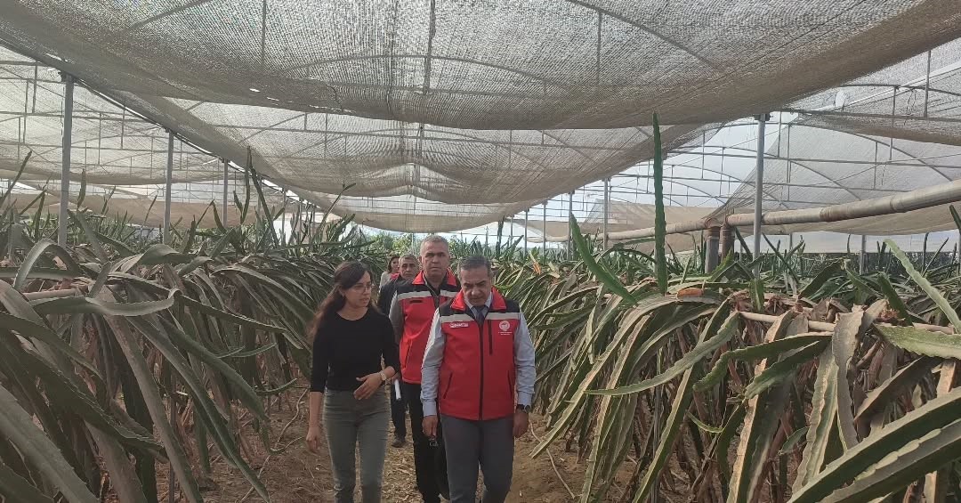 Aydın’da Pitaya Üretimi Yayılıyor (2)