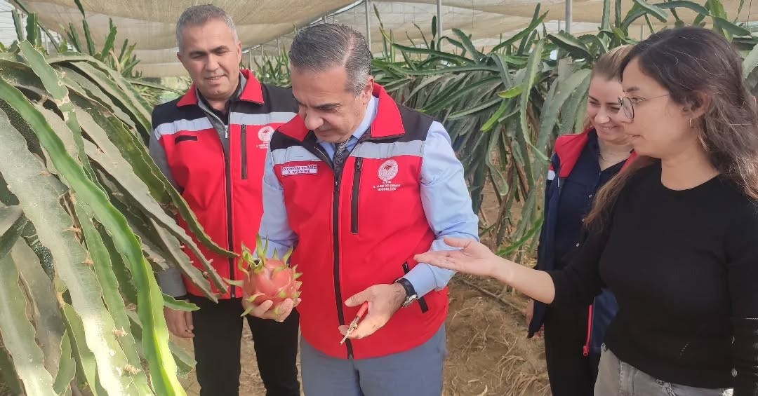 Aydın’da Pitaya Üretimi Yayılıyor (3)