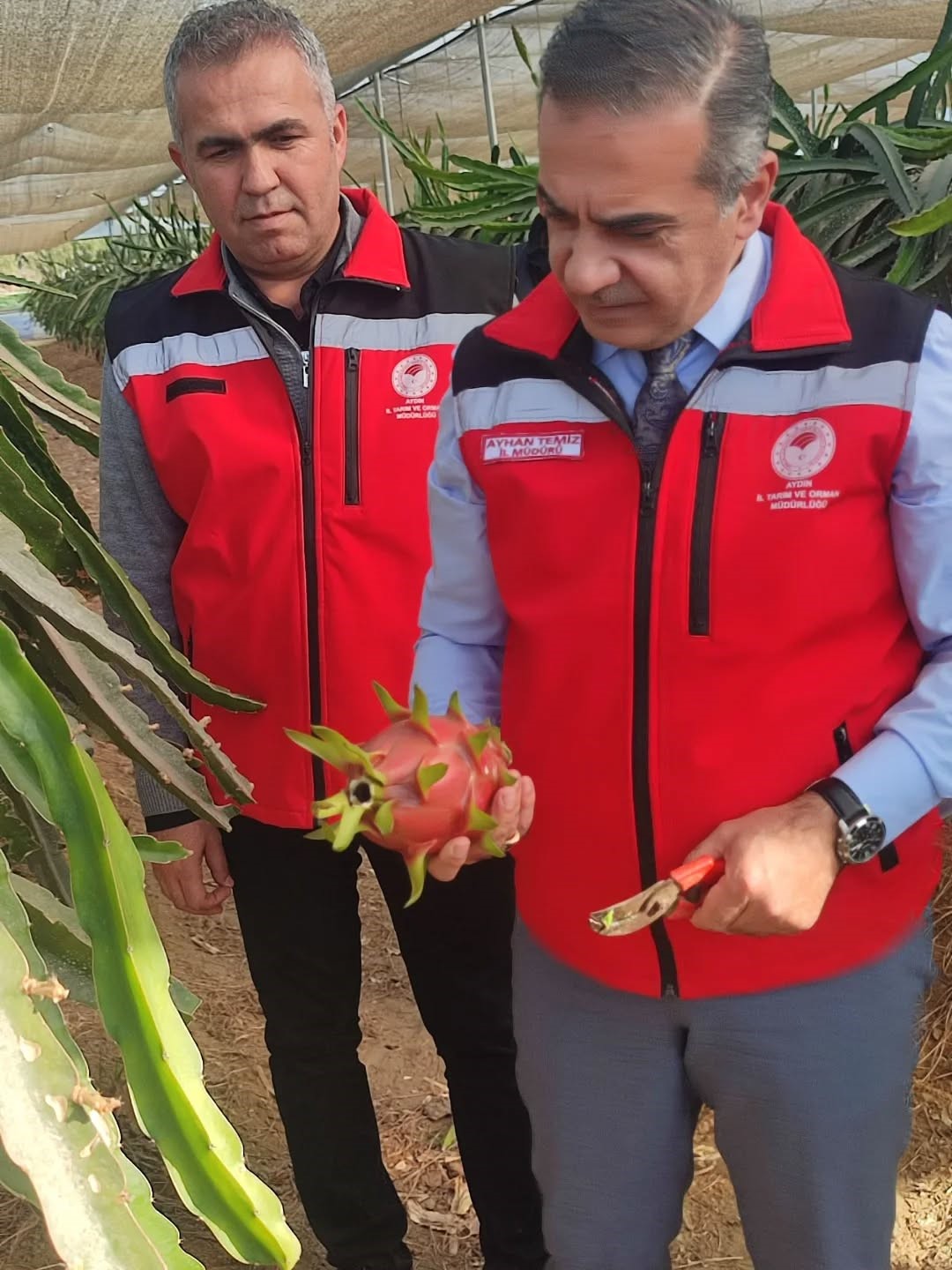 Aydın’da Pitaya Üretimi Yayılıyor (4)