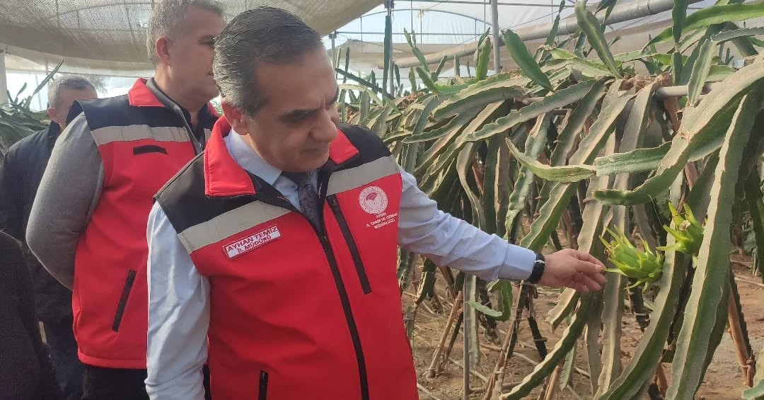 Aydın’da Pitaya Üretimi Yayılıyor (5)