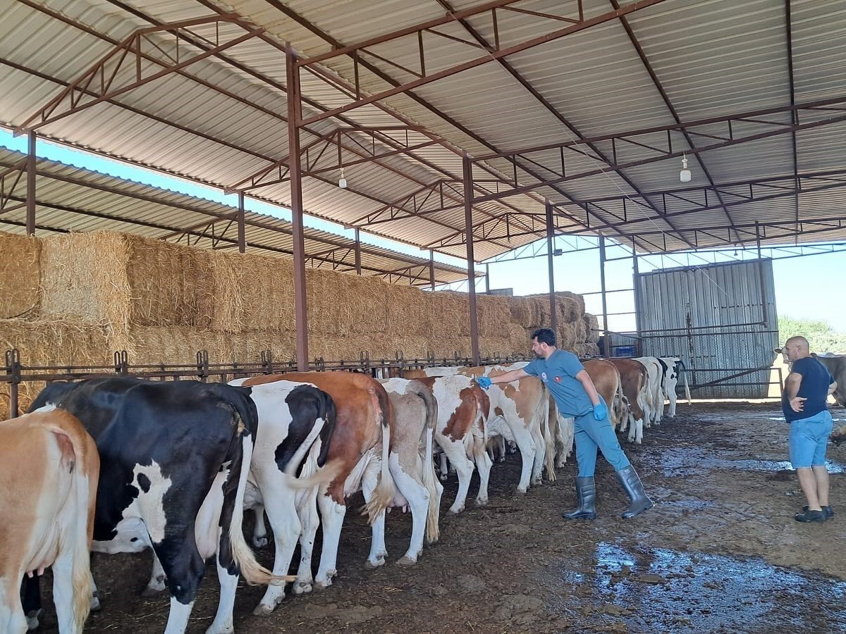 Aydın’da Şap Hastalığı Krizi Devam Ediyor (2)