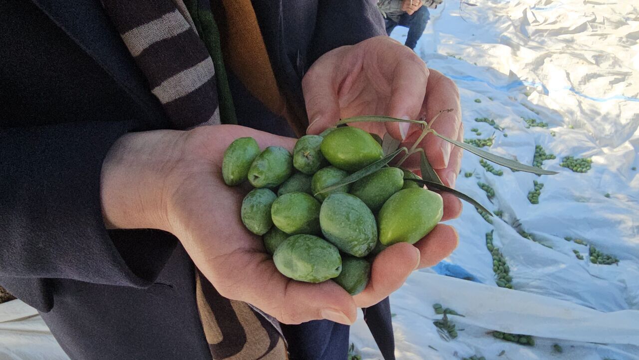 Aydın'da Zeytin Hasadı Sürüyor (10)