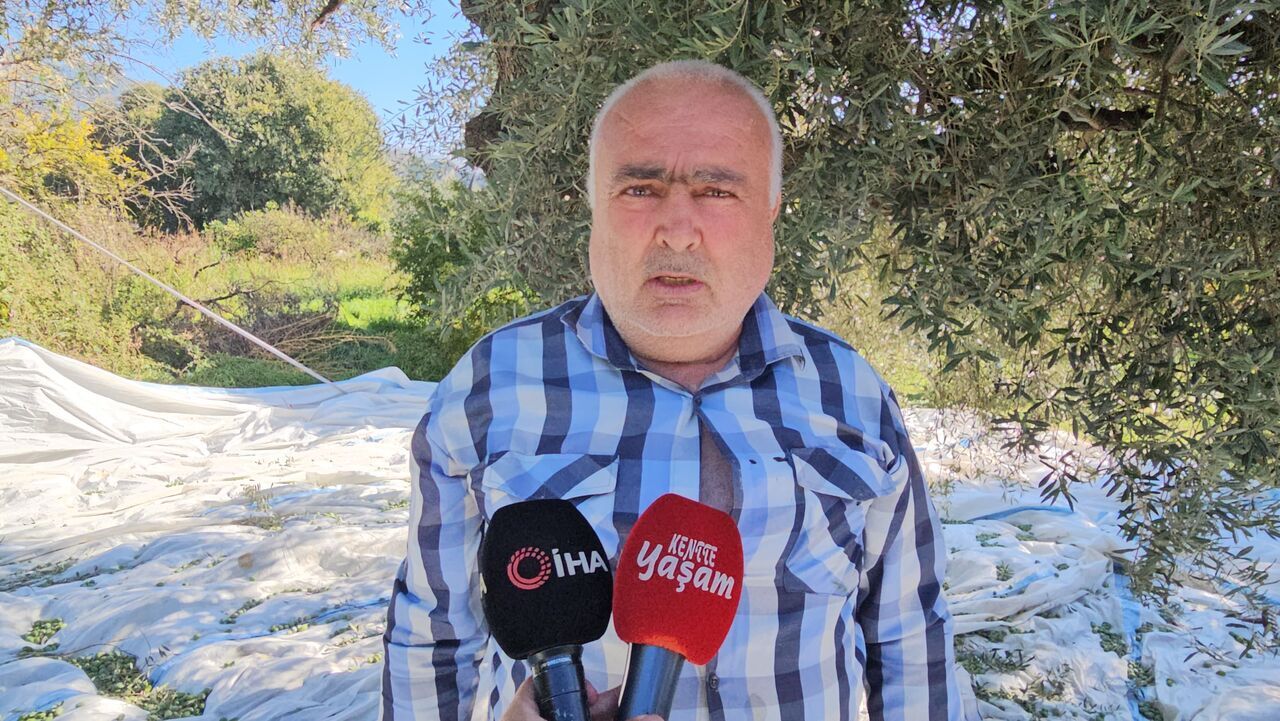 Aydın'da Zeytin Hasadı Sürüyor (11)